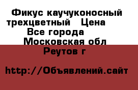 Фикус каучуконосный трехцветный › Цена ­ 500 - Все города  »    . Московская обл.,Реутов г.